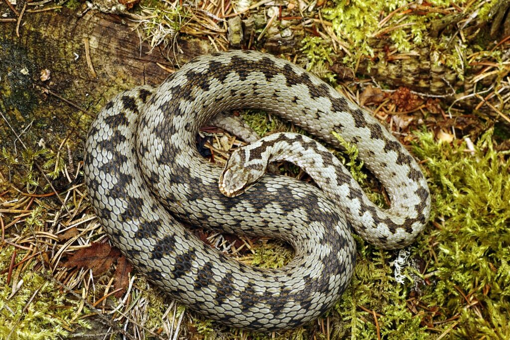 Adder (Vipera Berus)