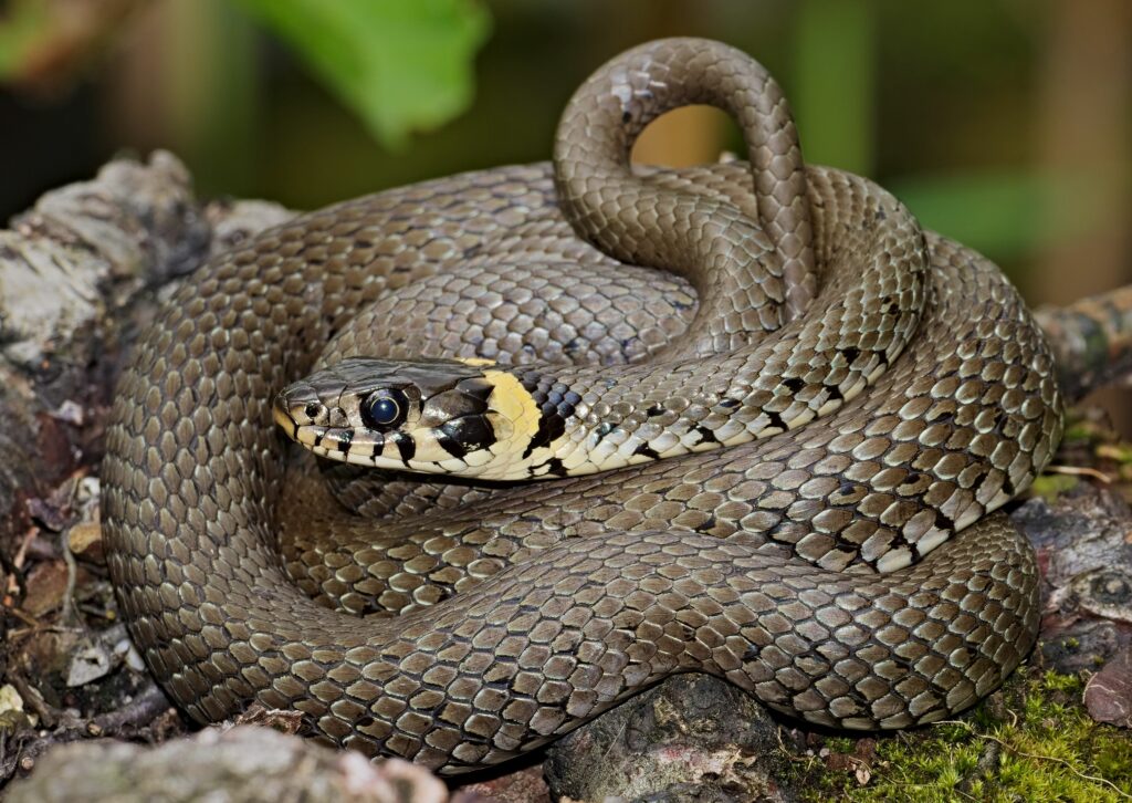 Grass snake (Natrix natrix)