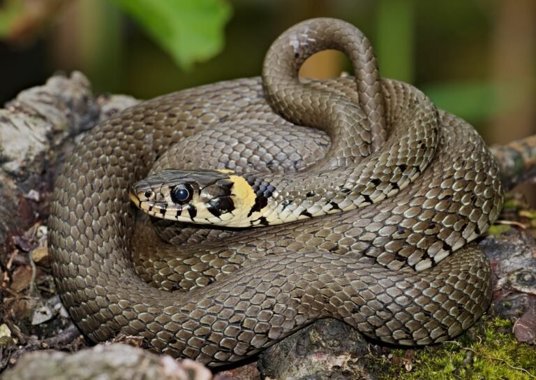 Adder (Vipera Berus) - Glenlivet Wildlife
