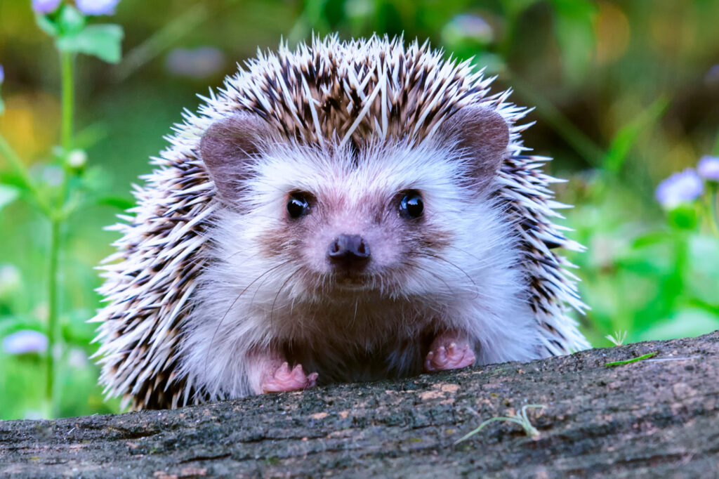 Hedgehog (Erinaceinae)