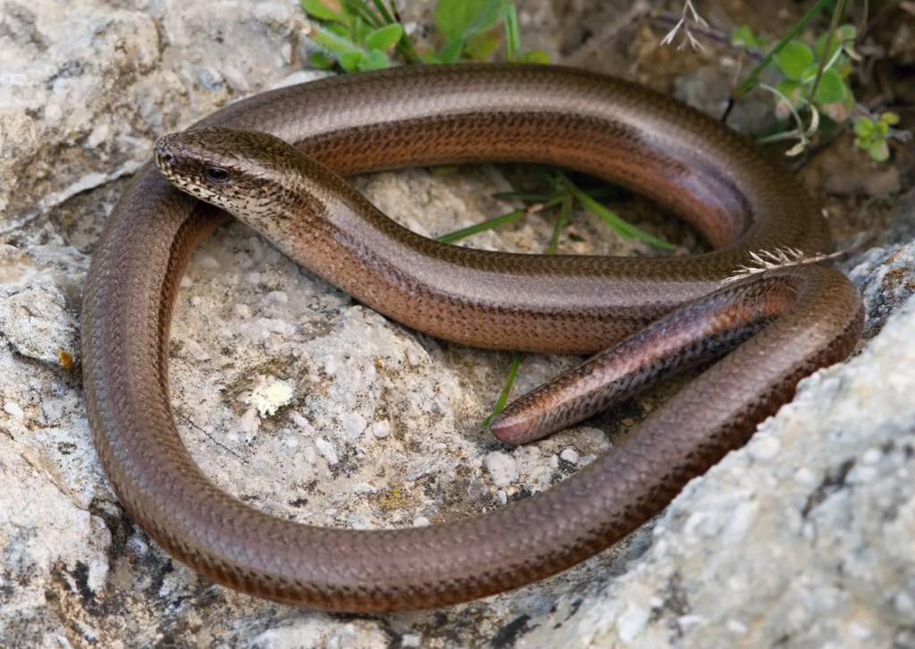 Slow Worm (Anguis Fragilis)