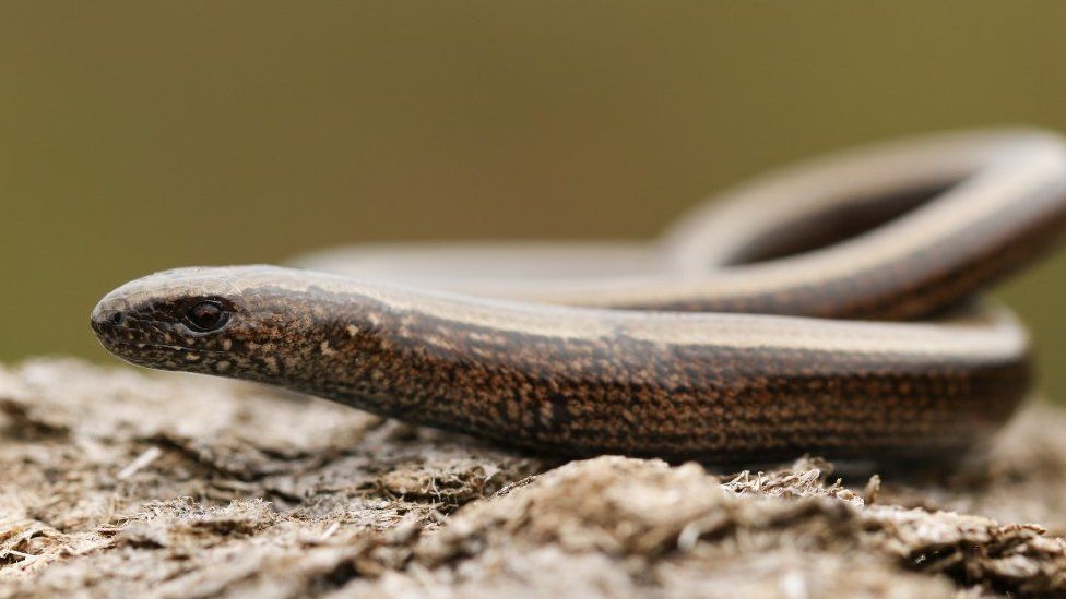 Slow worm