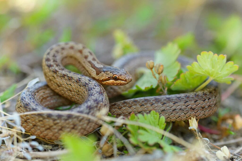 Smooth Snake (Coronella Austriaca)