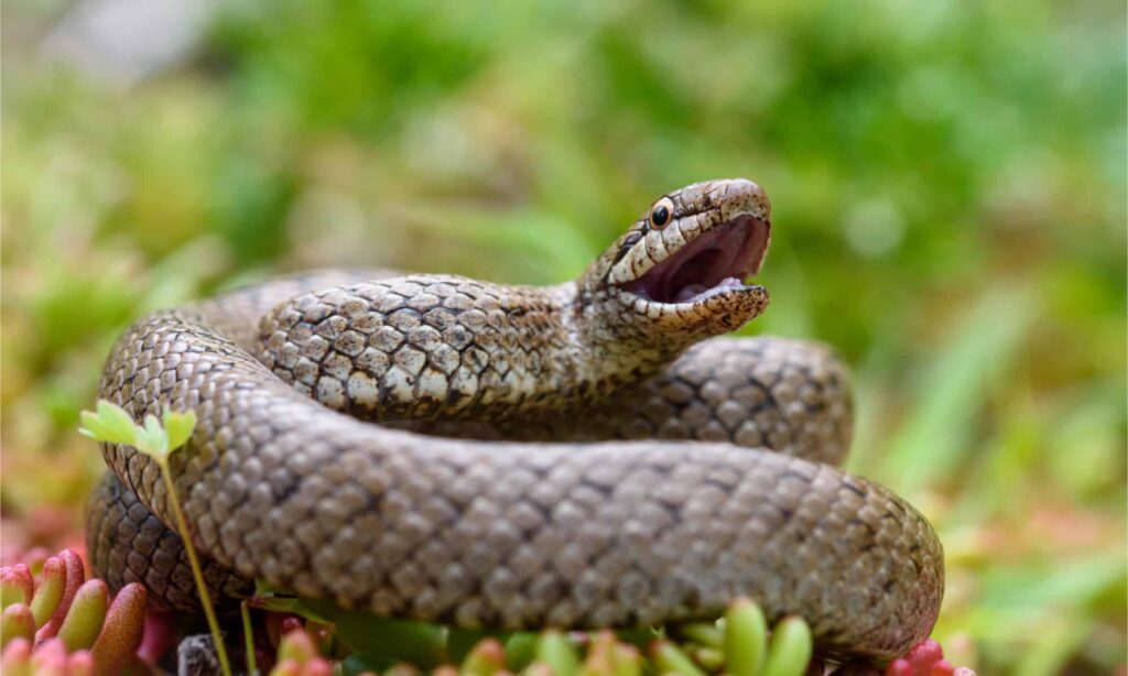smooth snake with mouth open