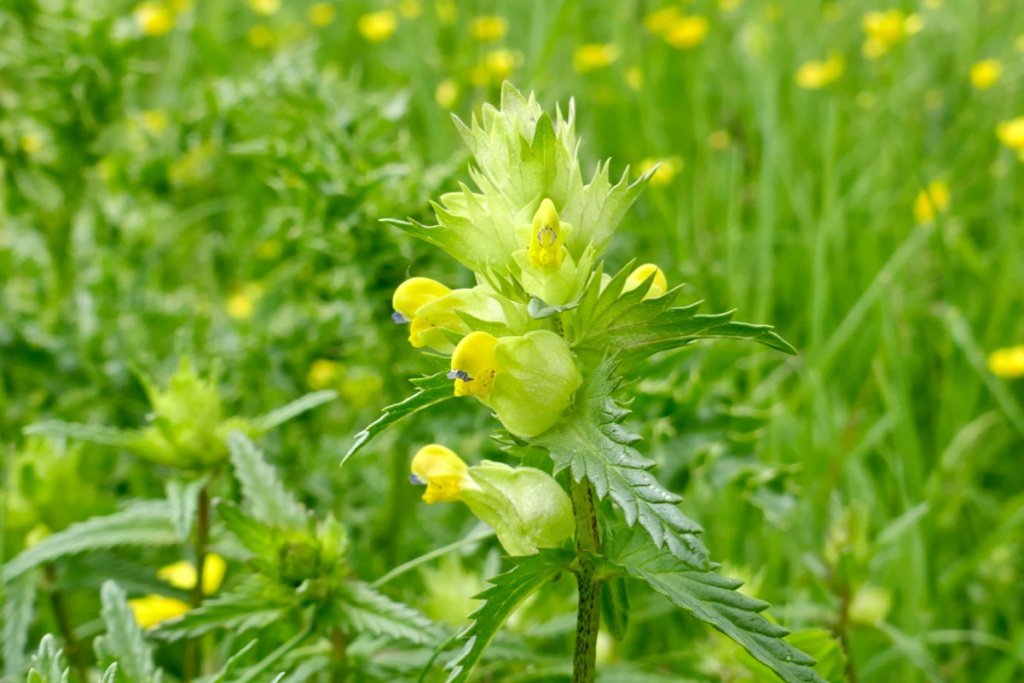 Yellow Rattle