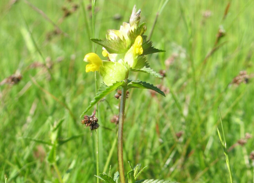 Yellow Rattle (Rhinanthus) Glenlivet Wildlife