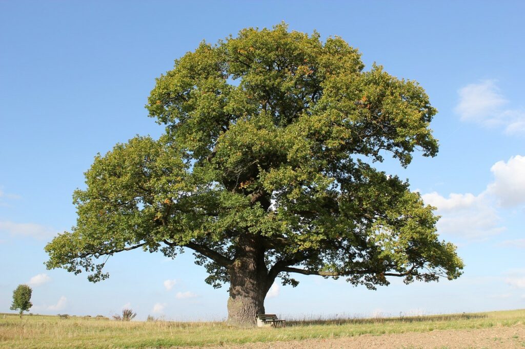 Huge oak tree, UK