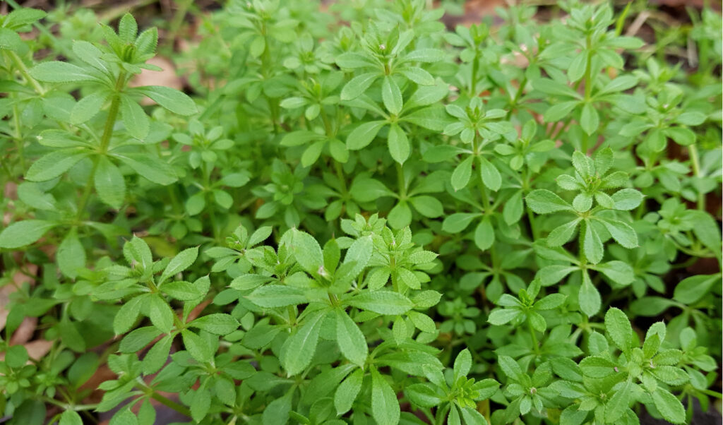 Cleavers (Galium Aparine)