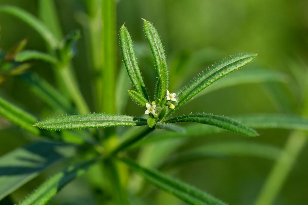 Cleavers, a useful weed with refreshing properties