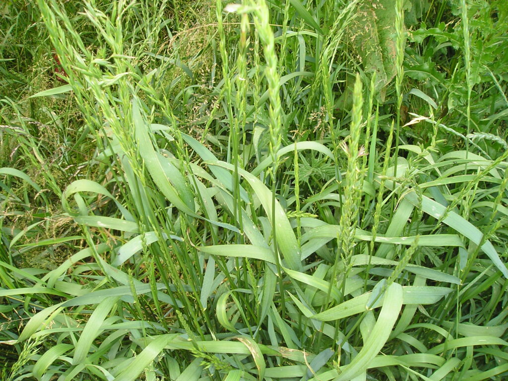 Couch grass, also known as twitch grass