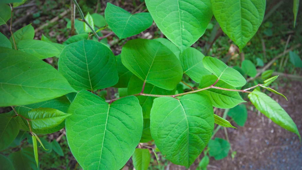 Leaves of the Fallopia Japonica