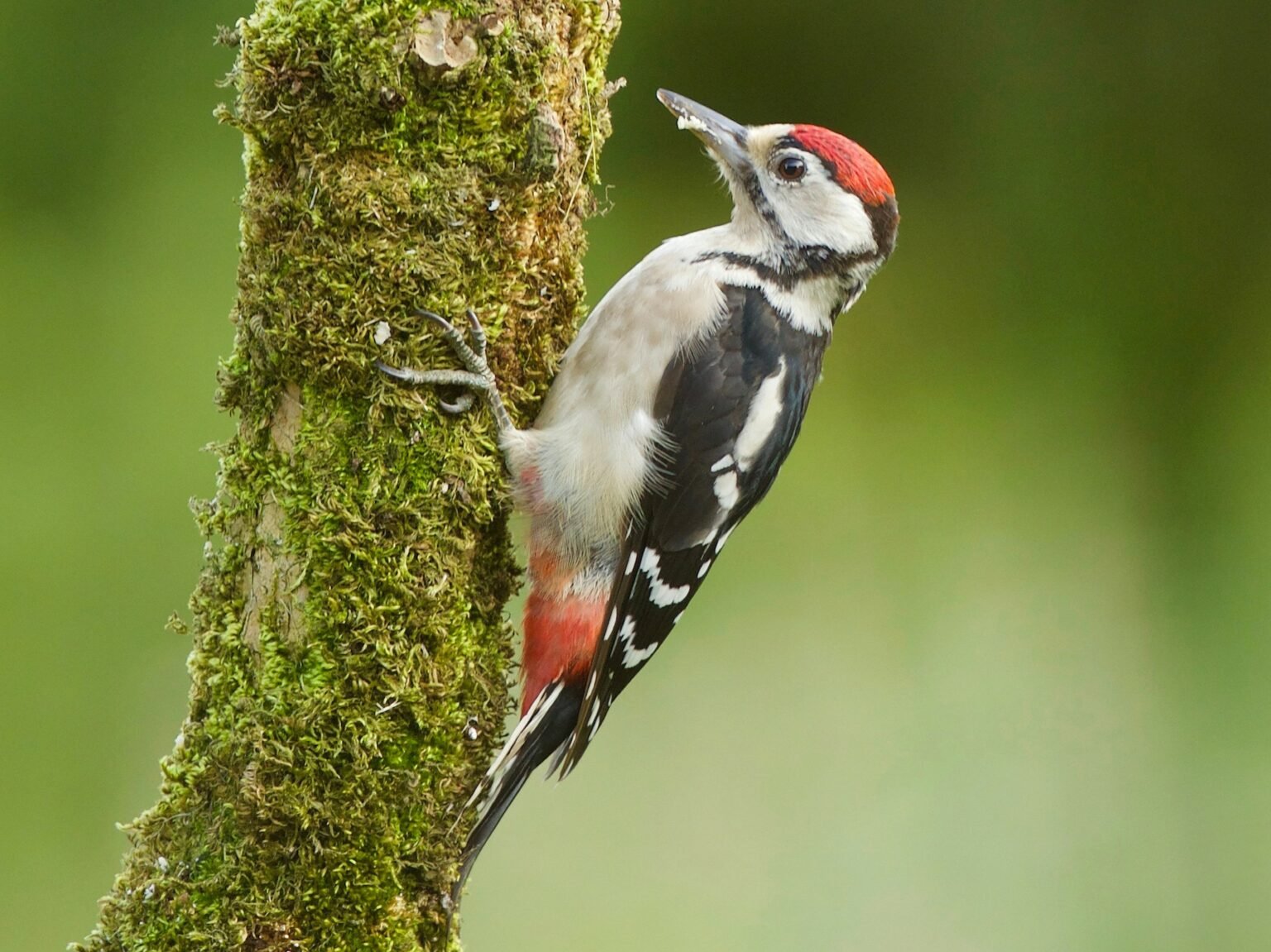 Exploring The Fascinating World Of UK Woodpeckers Glenlivet Wildlife exploring-the-fascinating-world-of-uk-woodpeckers-glenlivet-wildlife