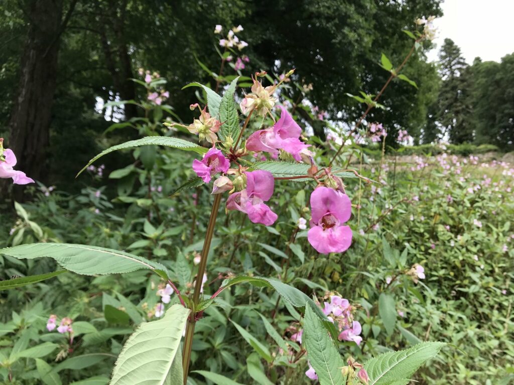 Himalayan-Balsam