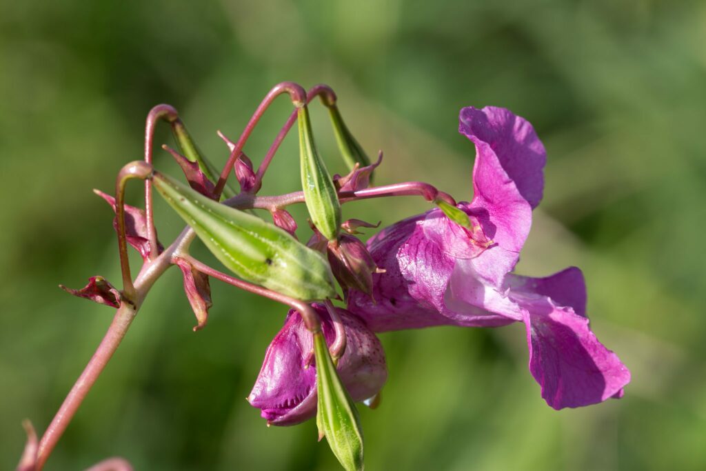 Himalayan-balsam