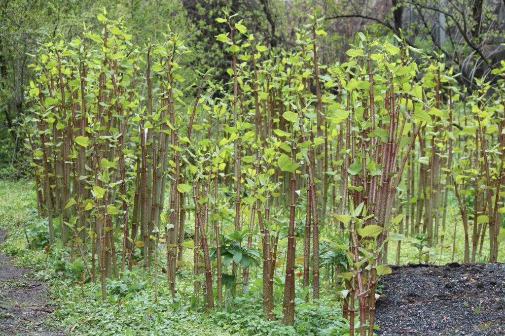 Tall stems of Japanese knotweed