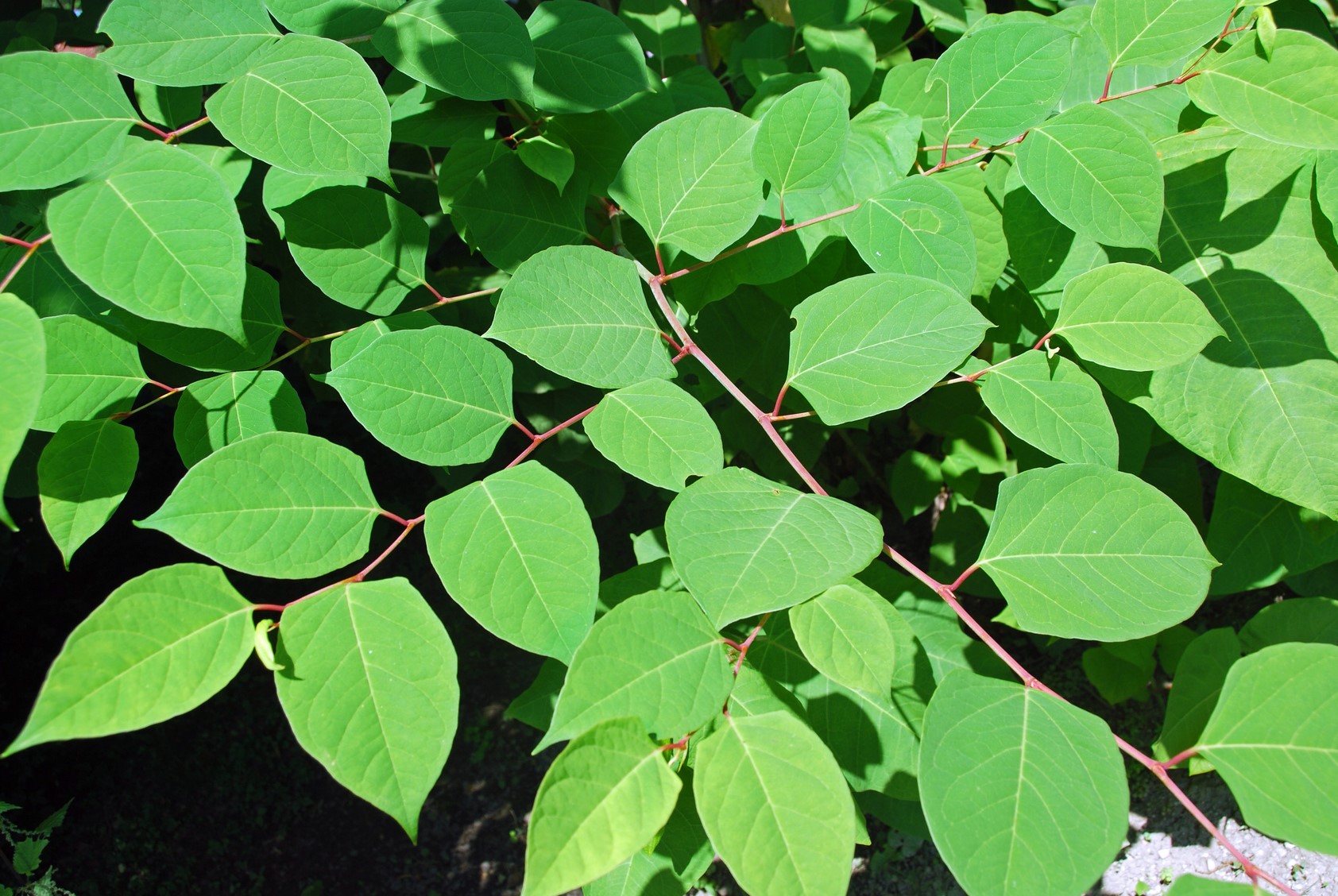 Japanese Knotweed (Fallopia Japonica) - Glenlivet Wildlife