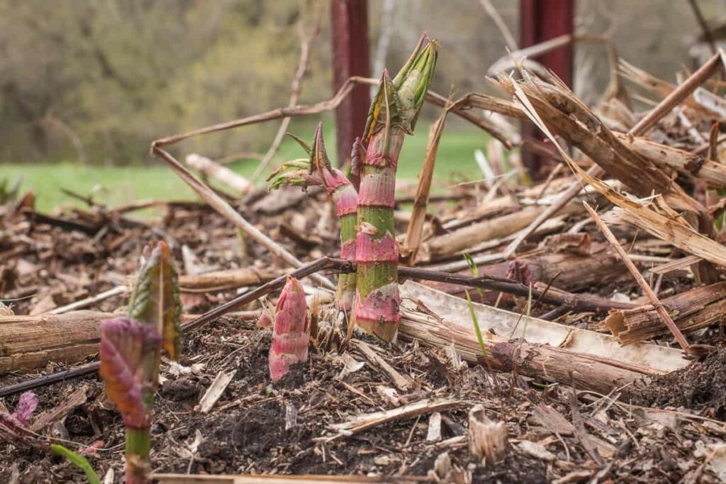 Bamboo-like stems of Japanese knotweed