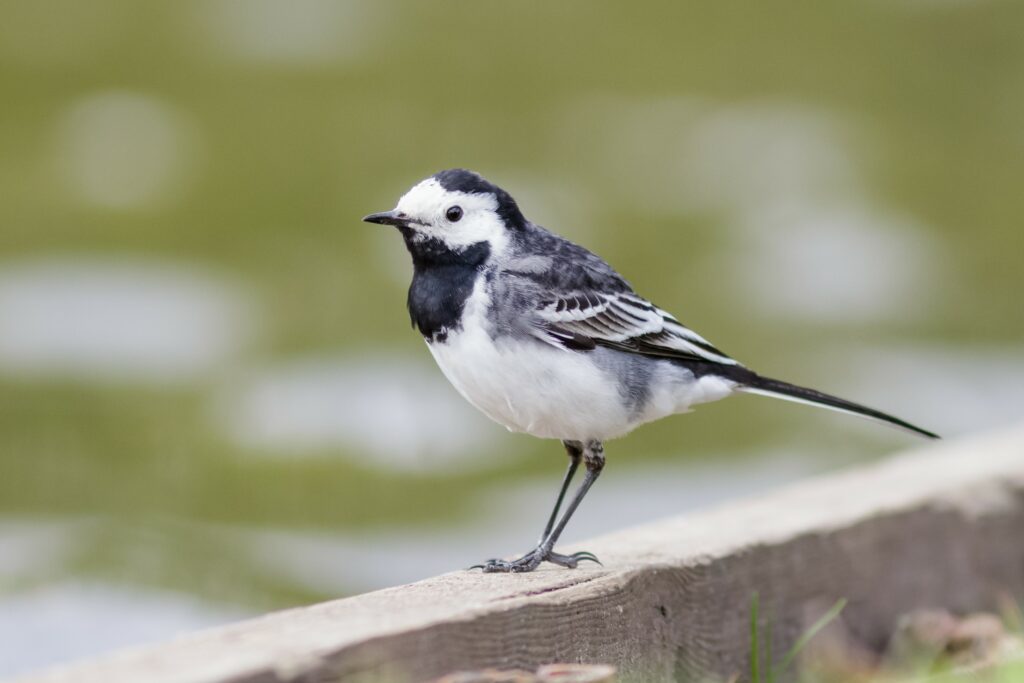 Pied Wagtail by the edge of a lake
