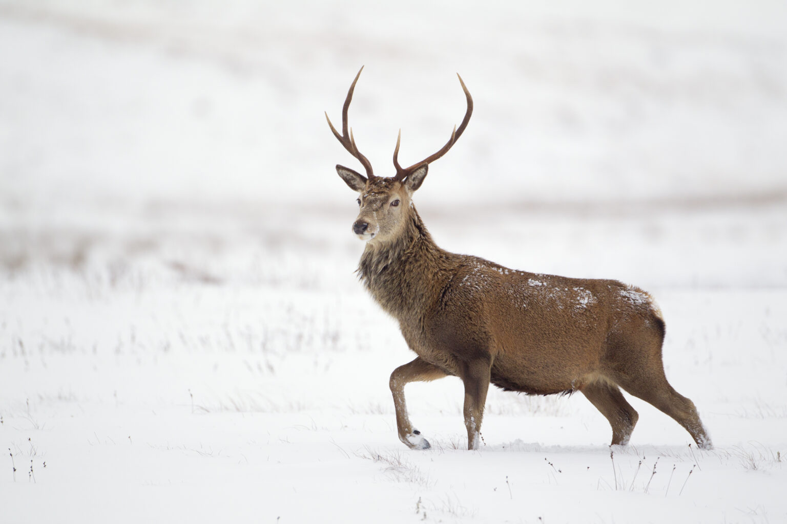 Identifying The Types Of Deer In The UK - Glenlivet Wildlife