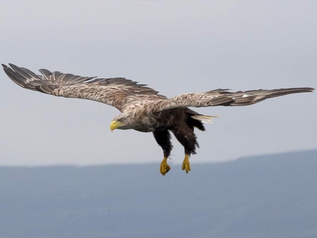 White-tailed eagle in flight