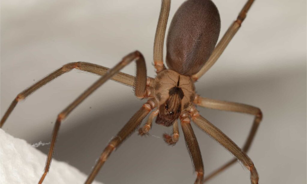 Brown Recluse Spider (Loxosceles Reclusa)