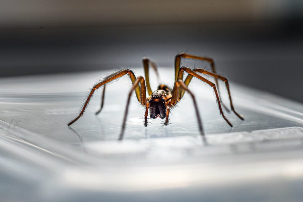 10 Spider Facts Every Brit Should Know Debunking Myths And Fears 