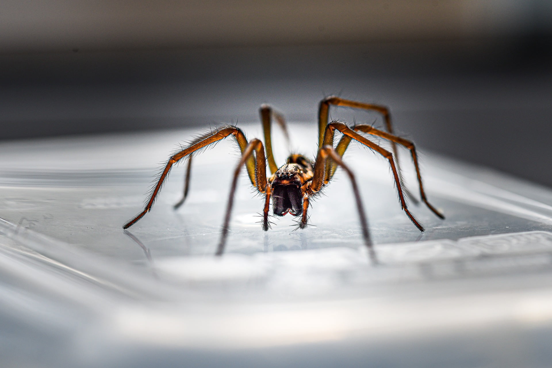 10 Spider Facts Every Brit Should Know: Debunking Myths and Fears ...