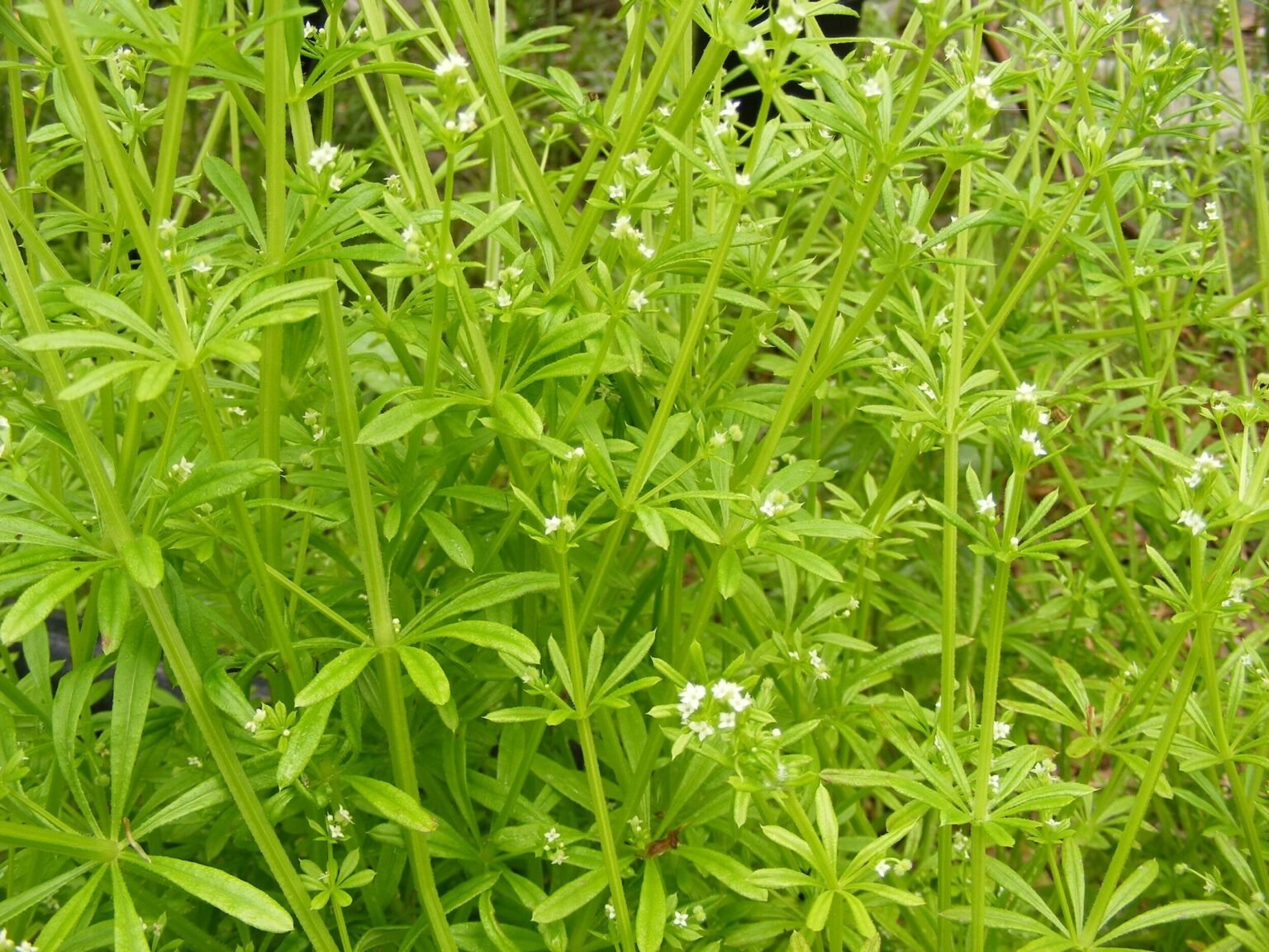 Common Weeds in the UK: A Guide to Identification and Role - Glenlivet ...