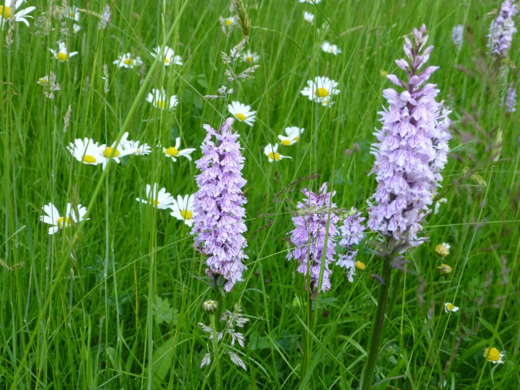 Common Spotted Orchid (Dactylorhiza Fuchsii)