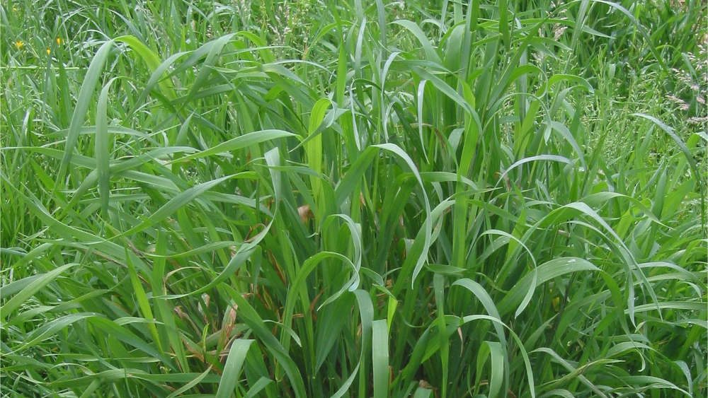 Couch Grass (Elymus Repens) - Glenlivet Wildlife