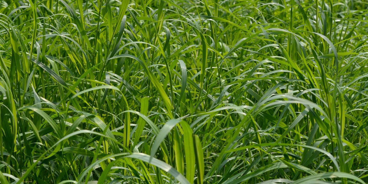 Couch Grass (Elymus Repens) - Glenlivet Wildlife