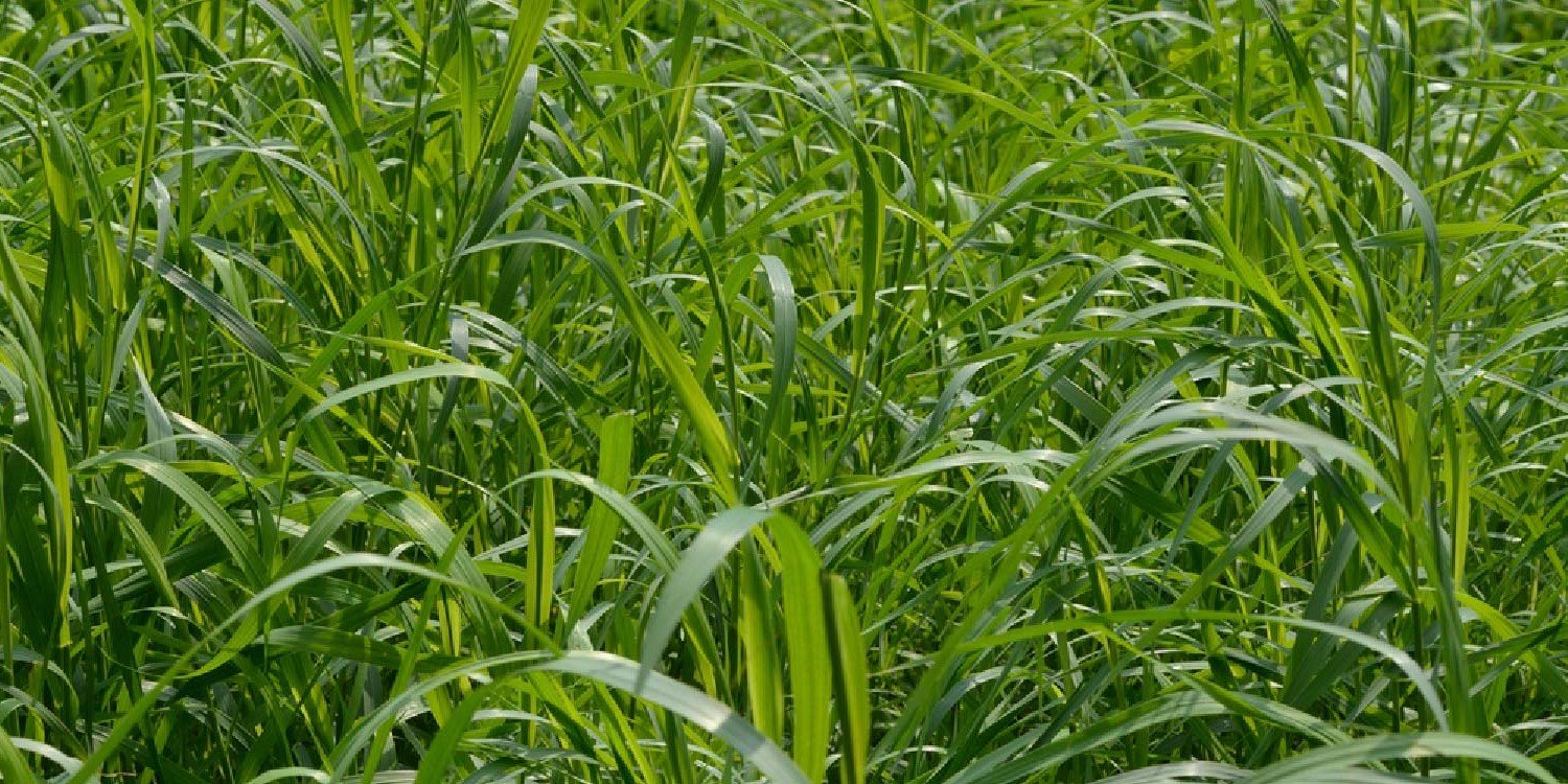 Couch Grass Elymus Repens Glenlivet Wildlife Couch Grass Elymus Repens Glenlivet Wildlife