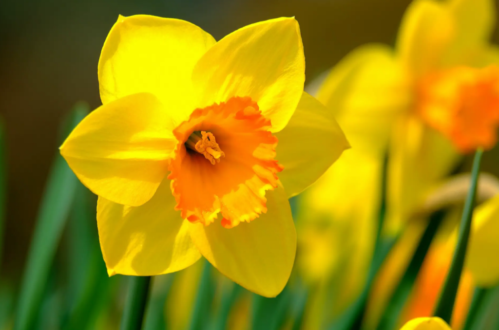 A beautiful daffodil in full bloom