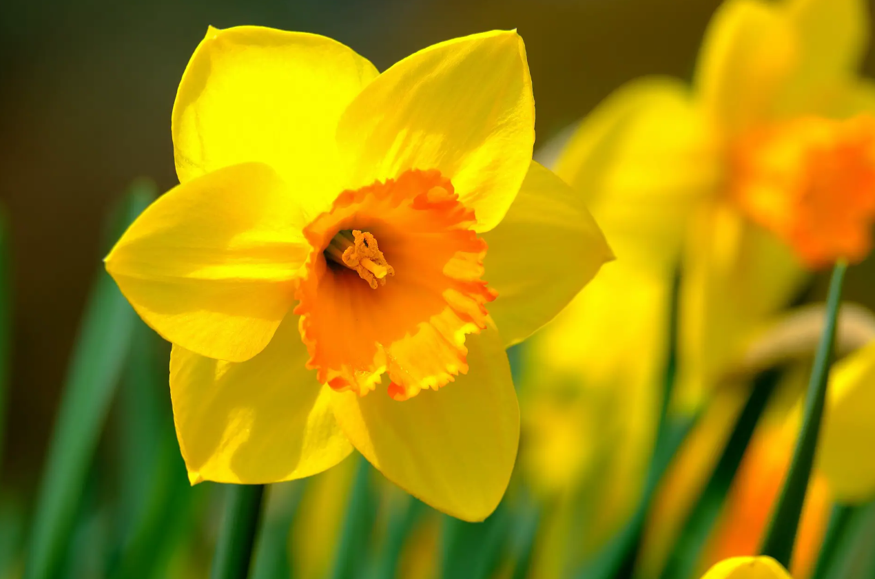 thanks A Bunch!' Daffodils Card | Social Supermarket