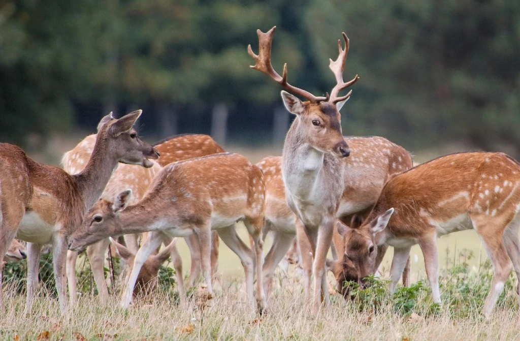 A herd of fallow deer