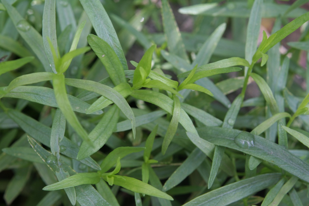 French tarragon