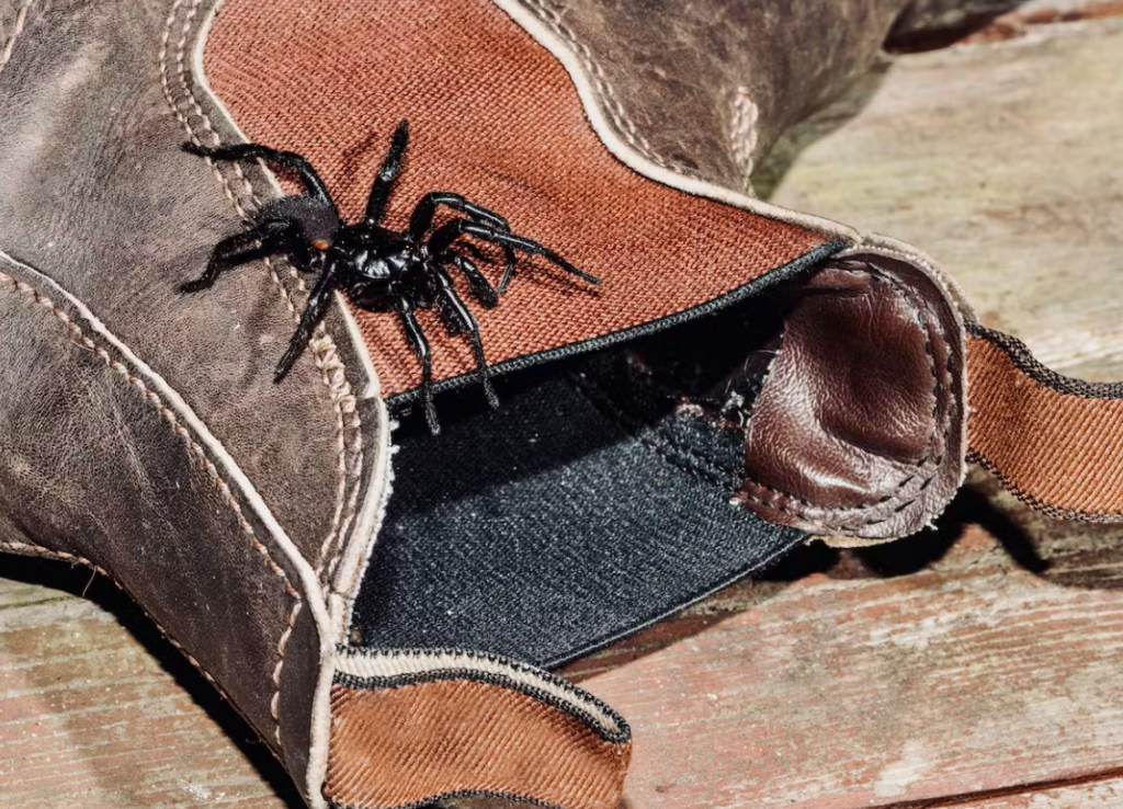Funnel web spider about to enter shoes