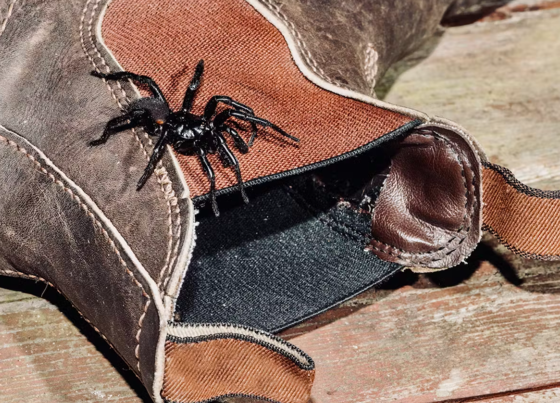 Funnel Web Spider (Atracidae) - Glenlivet Wildlife