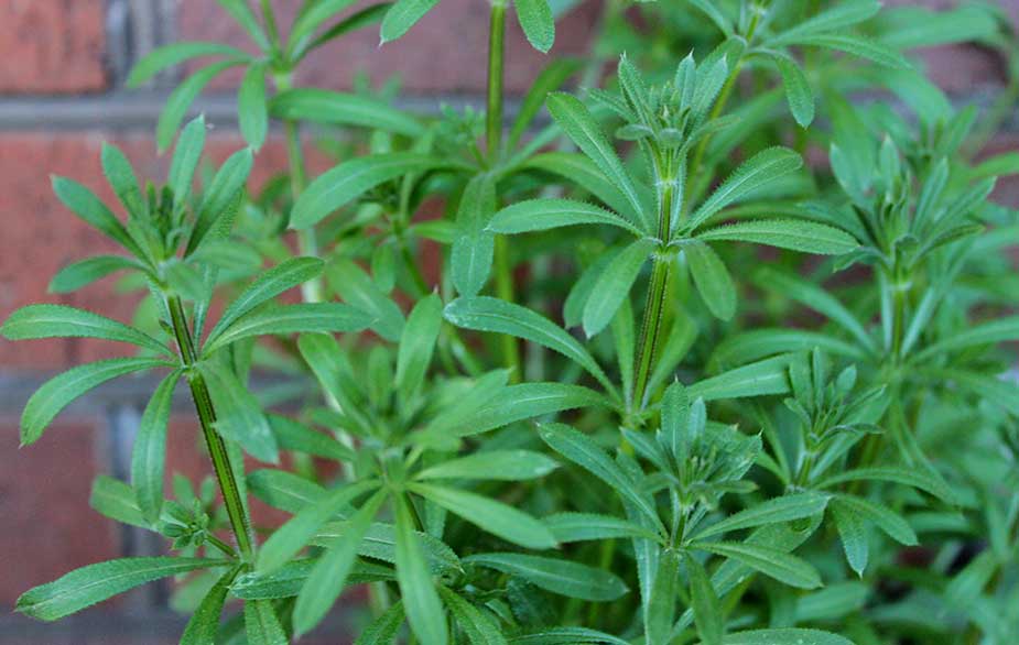 Cleavers, also known as goosegrass