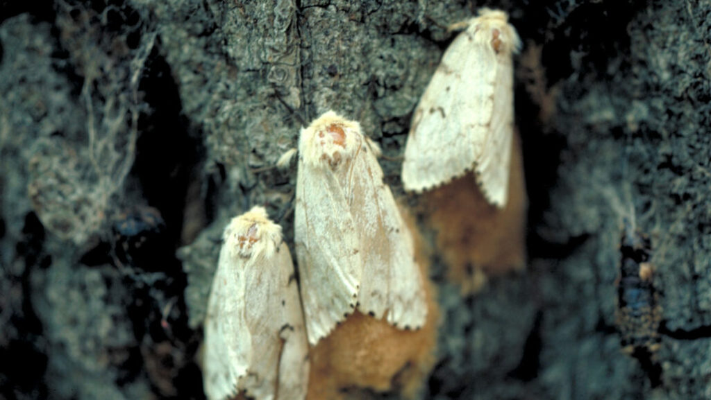 Gypsy moth, aka spongy moth