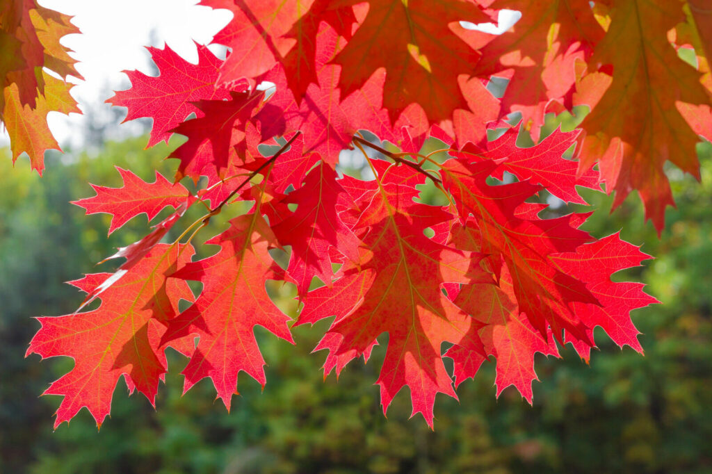 Red oak leaves