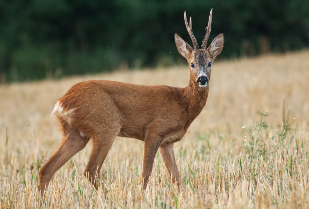 Male Roe Deer