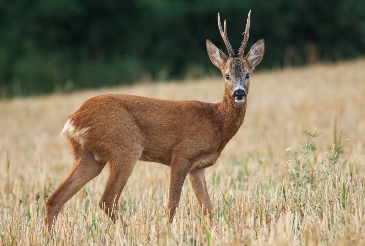 Roe deer (Capreolus Capreolus) Glenlivet Wildlife