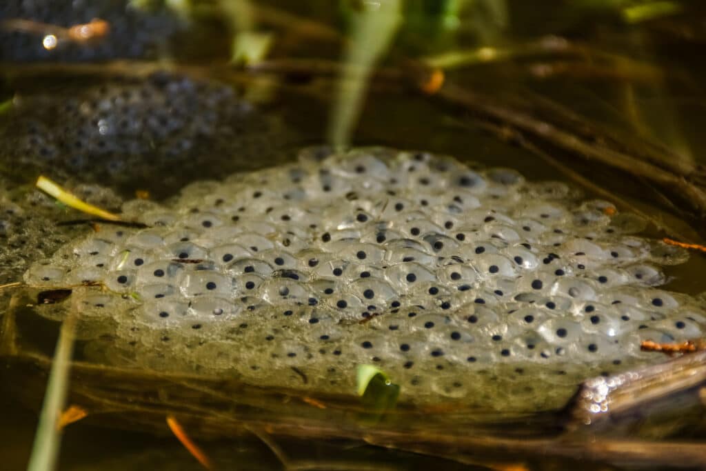 A clutch of frog eggs