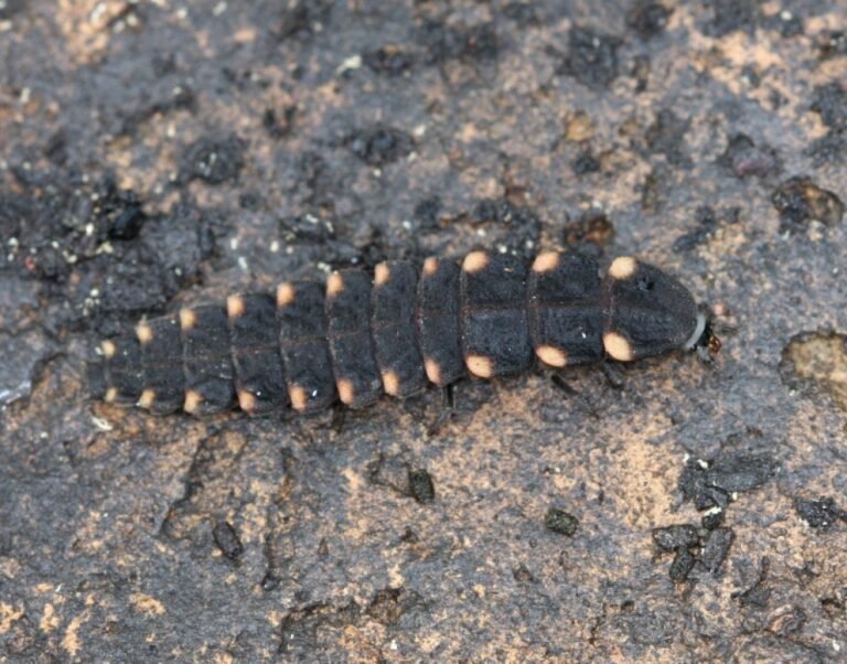 Glow-Worm (Lampyris Noctiluca) - Glenlivet Wildlife