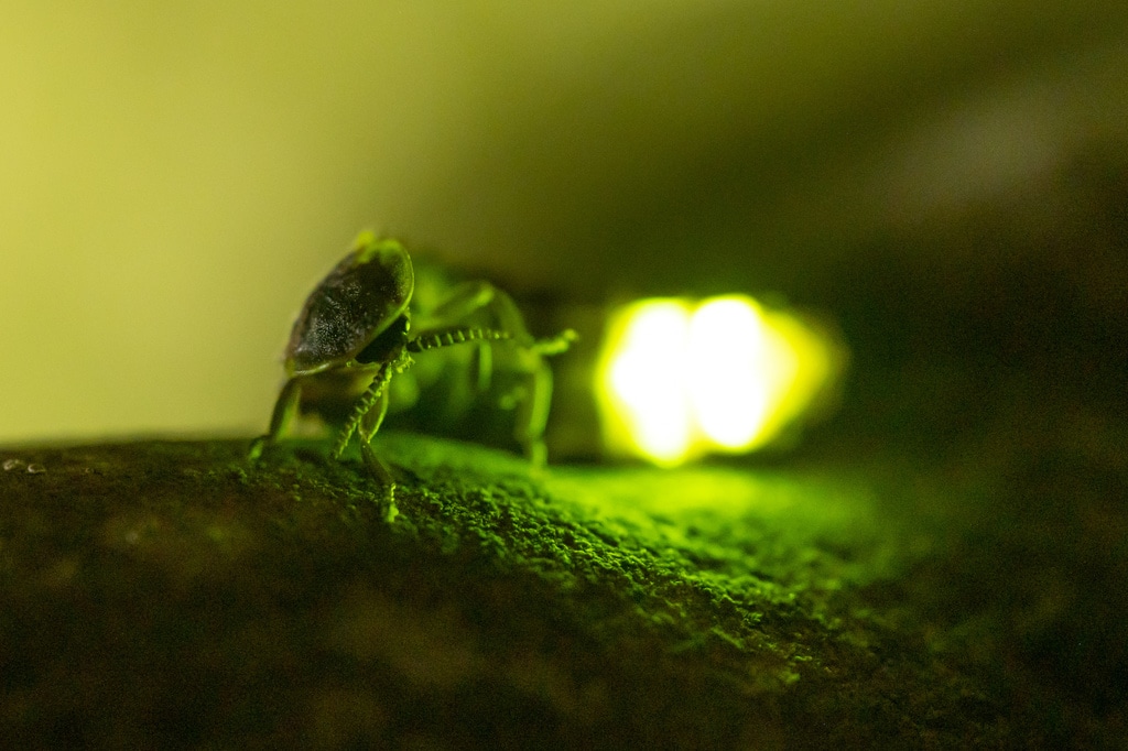 Glow-Worm (Lampyris Noctiluca)