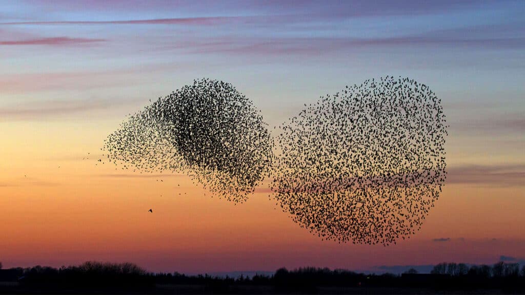 A starling flock