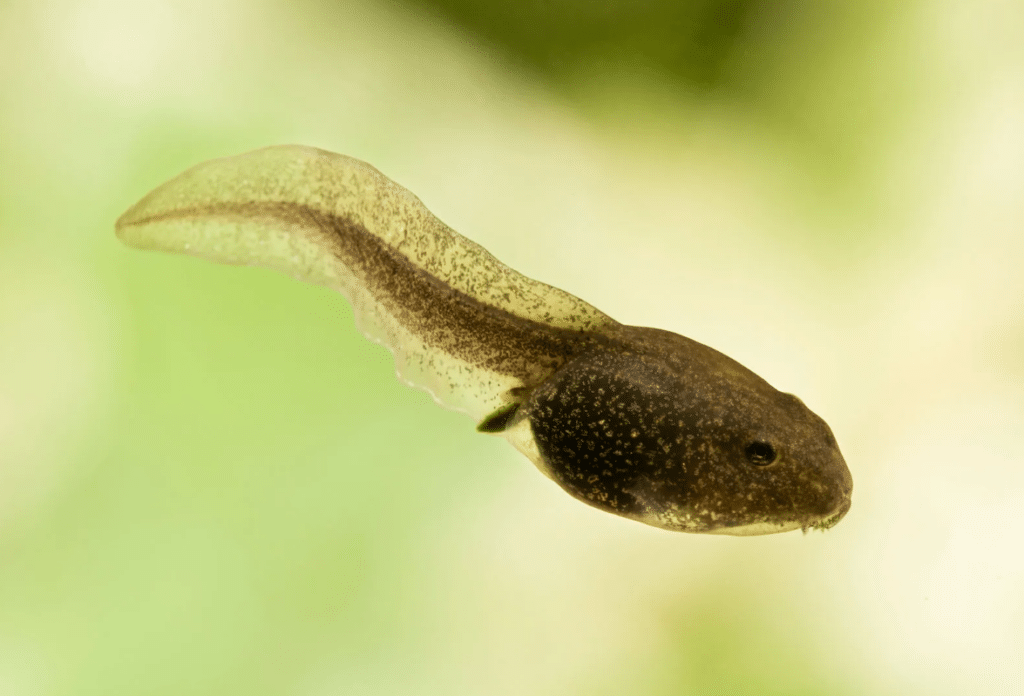 Closeup of a tadpole