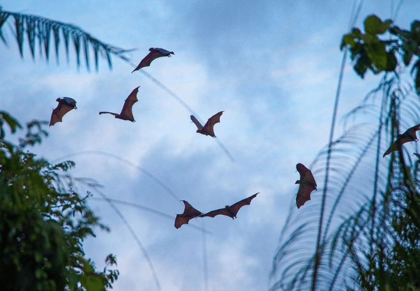 Bats in flight