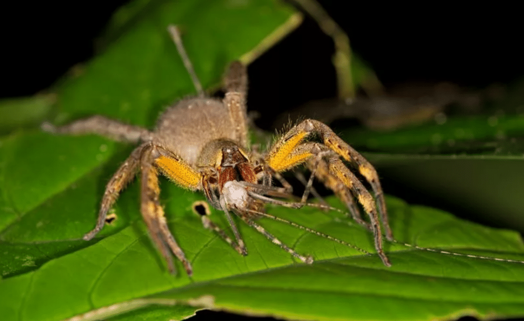Brazilian wandering spider, also known as banana spider